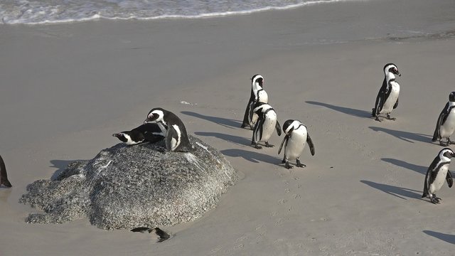 Penguins (at Boulders Beach (Simonstown), South Africa) as 4K UHD footage