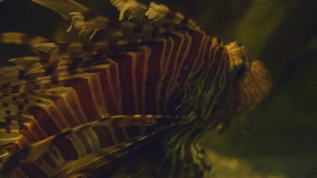 pez escorpi&oacute;n