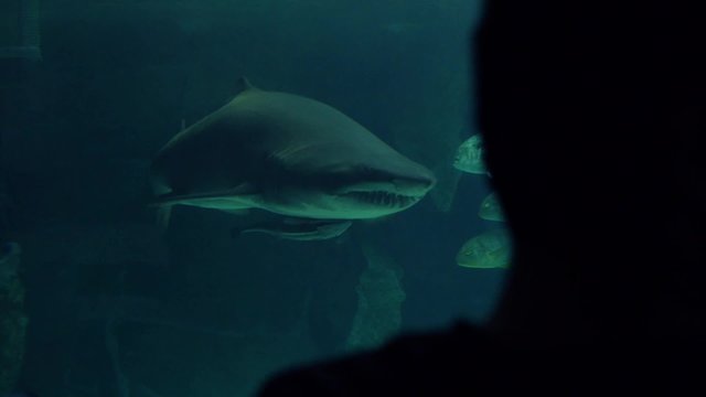 tibur&oacute;n toro 