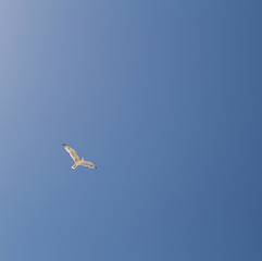 Seagull in flight