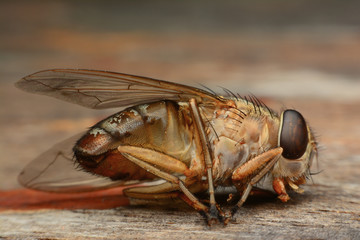 Macro shot of a dead housefly