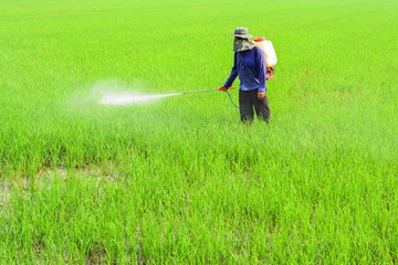 Farmer spraying pesticide on rice field