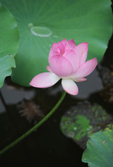 blooming lotus flower