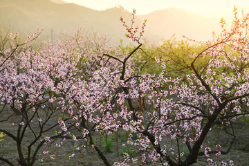 Naklejka premium pink blossoms
