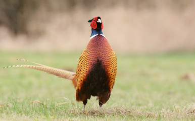 Fototapeta premium Ringneck Pheasant (Phasianus colchicus)