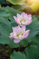 blooming lotus flower