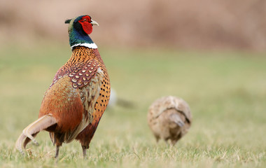 Ringneck Pheasant (Phasianus colchicus)