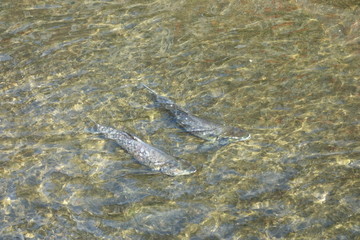 Salmon in the river