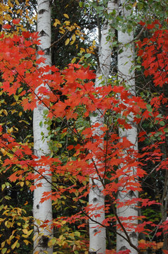 Fototapeta Fall Colours and Birch