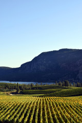 Okanagan Vineyard Winery British Columbia