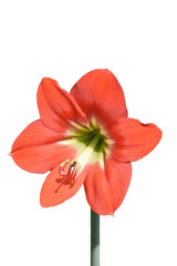 Big red flower isolated on white background. Hippeastrum Amaryllis