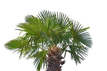 Naklejka premium the palm tree