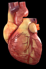 3d Anatomy of Human Heart 