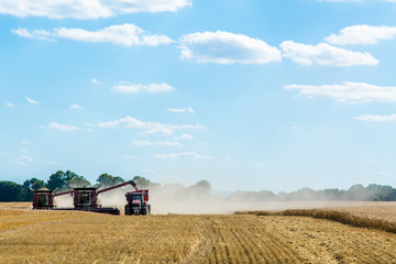 Obraz premium Combine working on the wheat field