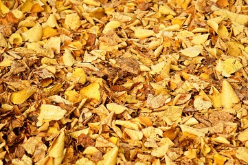 herbstlaub