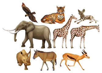 Various kind of wild animals