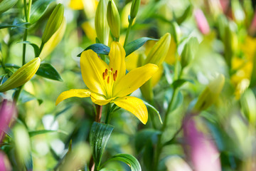 Obraz premium Yellow flowers in the garden, floral field green background.