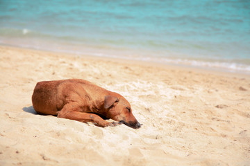 Sleeping dog on the beach