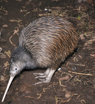 A common brown kiwi, Apteryx australis, searching for worms