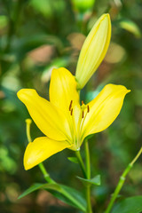Yellow flowers in the garden, floral field green background.