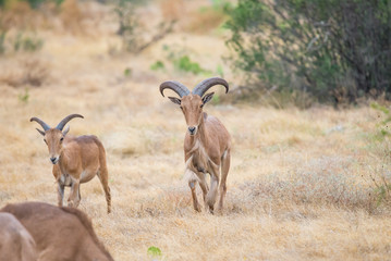 Aoudad Ram Walking