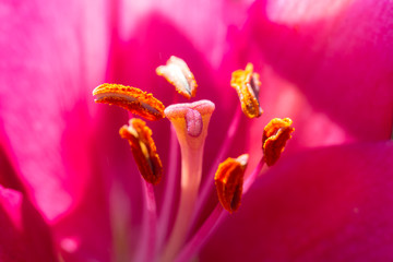 Fototapeta na wymiar Pink flowers in the garden, floral field green background.
