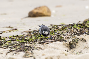 Adult specimen of White Wagtail, Motacilla alba, feeding on the beach