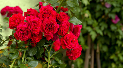 beautiful red roses for romatic background