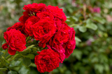 beautiful red roses for romatic background