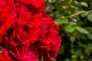beautiful red roses for romatic background