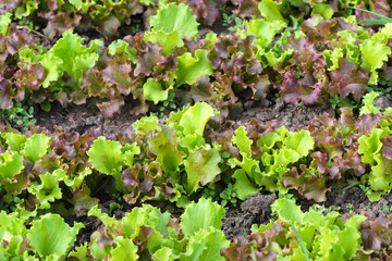 Fresh Green Lettuce or Salad Leaves at Summer Day as Natural Background