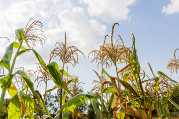 Sunny corn © smaliariryna