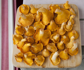 Chanterelles mushrooms on wooden plate