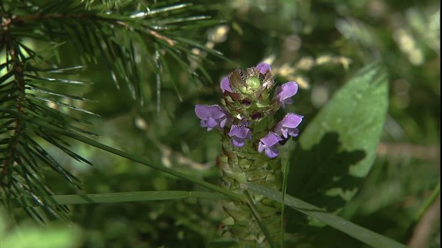 eCU wild flower in forest