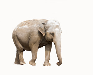 Fototapeta na wymiar Indischer Elefant isoliert