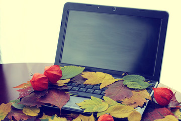autumn leaves on a laptop