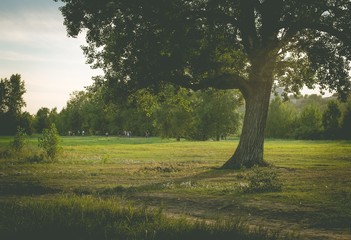 A lone poplar Park in the evening. The end of summer on the island Tatysheva in the city of Krasnoyarsk.