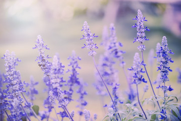 Obraz premium Violet flower in the garden ,floral background. Filter:cross process effect.