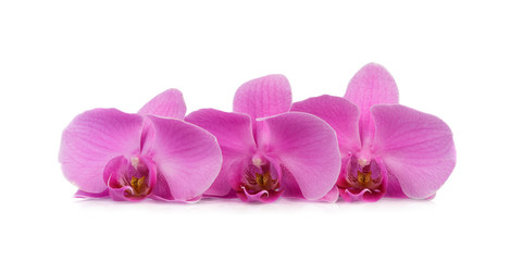 Sprig of orchids with three colors isolated on white