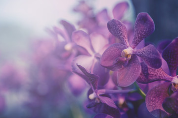 Violette Orchidee auf dem Bauernhof. Filter: Cross-Process-Vintage-Effekt.