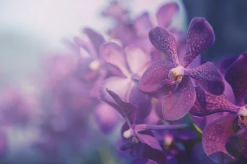 Fotobehang Orchidee Violette orchidee in de boerderij. Filter: kruisproces vintage effect.