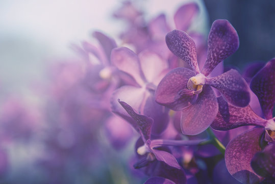 Fototapeta Violet orchid in the farm. Filter:cross process vintage effect.
