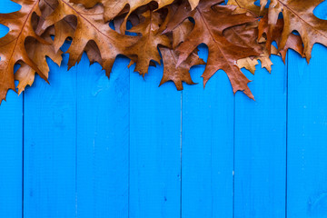 Naklejka na ściany i meble Fall background leaves blue boards