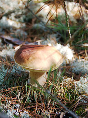 Borowik - Cep Mushroom