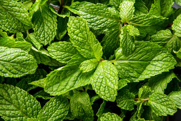 fresh mint leaves