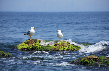 Gulls On Stone