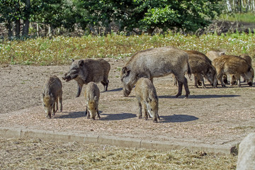 Wild boar  family