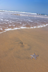 Fototapeta na wymiar Star fish on the beach, India