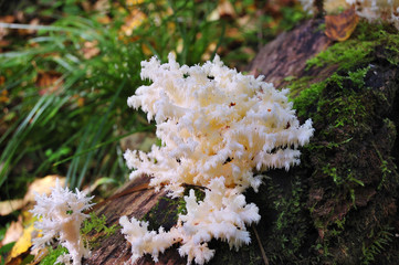 Amazing wild mushroom, similar to coral. Coniferous forest, Moscow region, Russia