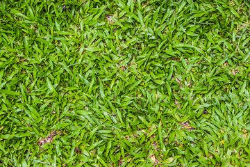 green grass for background